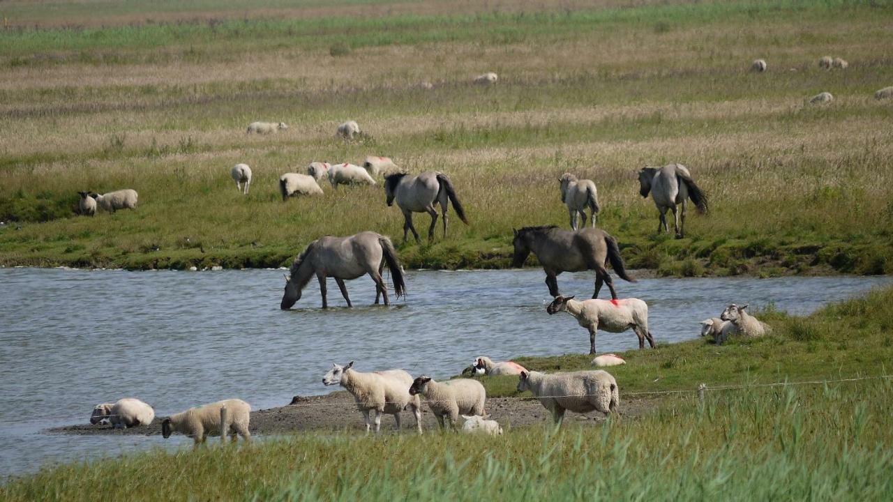 Wattenblick Büsum Dış mekan fotoğraf